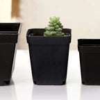 Square Black Seedling Pots, 6 x 6 x 6.5 cm – 50 Pack