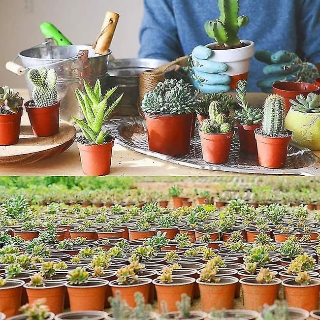 Soft Plastic Seedling Pots, 12 cm Reusable – Pack of 100