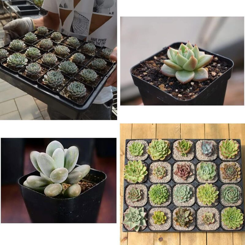 Square Plastic Nursery Seedling Pots, 7 cm – 100 Pack