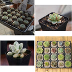 Square Plastic Nursery Seedling Pots, 7 cm – 100 Pack