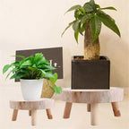 Wooden Plant Stand, Bonsai Display Riser