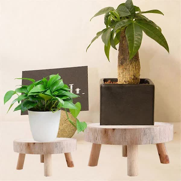 Wooden Plant Stand, Bonsai Display Riser
