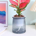 Self-Watering Wick Pot with Water Level Window, 10 x 12 cm – Grey (Saver)