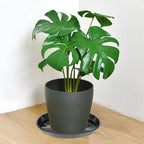 Round Plastic Plant Saucers, 30 cm – Pack of 6, Black