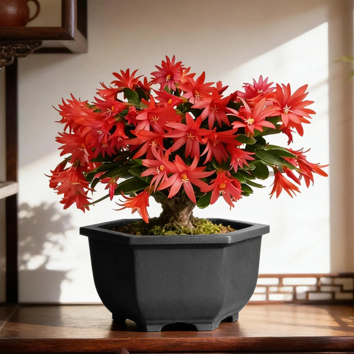 Hexagon Plastic Planter with Drainage and Water Reservoir, 28 cm