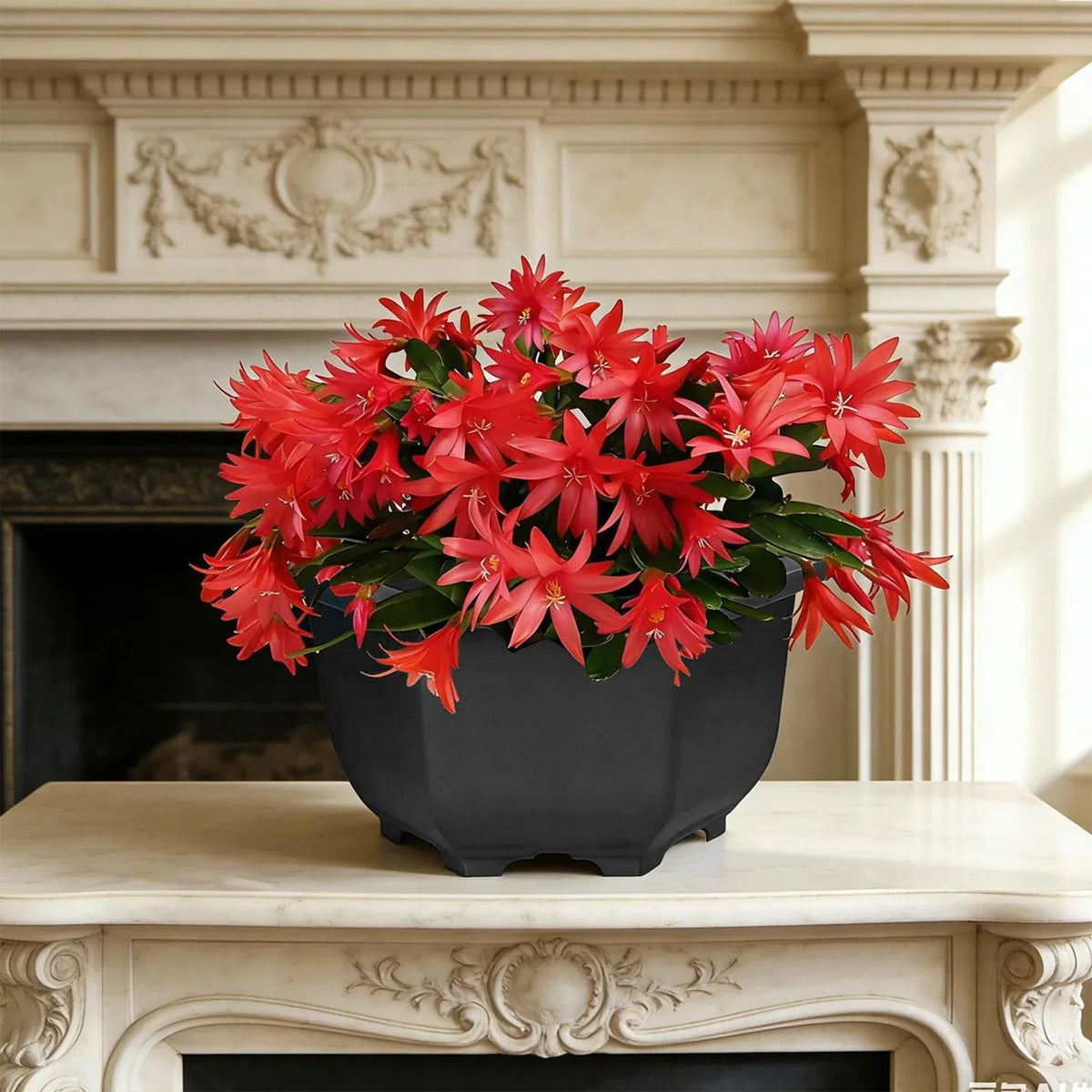 Hexagon Plastic Planter with Drainage and Water Reservoir, 28 cm