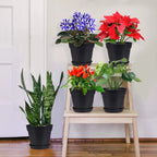 Plastic Plant Pots with Saucers, 12 cm – Pack of 8, Black