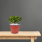 Plastic Nursery Starter Pots, 11.8 cm – Pack of 50