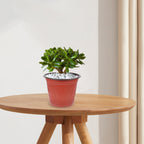 Plastic Nursery Starter Pots, 11.8 cm – Pack of 50