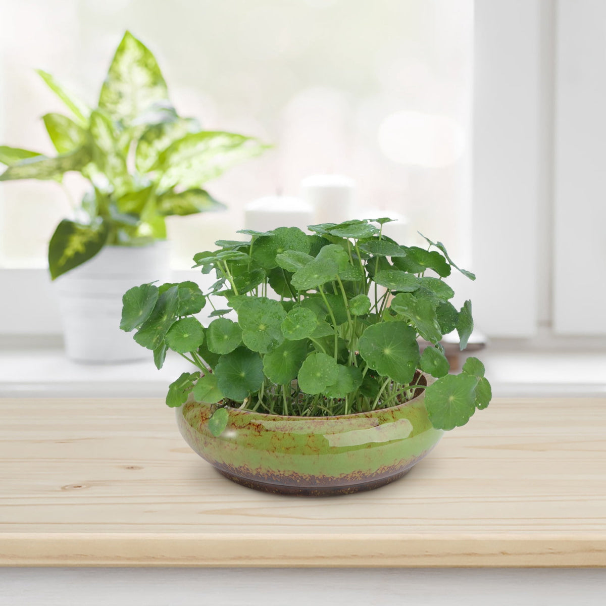 Green Ceramic Hydroponic Planter, 18.5 cm