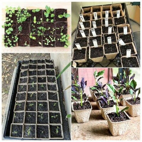 Biodegradable Seedling Pots, 8 cm Square – 120 Pack