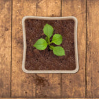 Biodegradable Seedling Pots, 8 cm Square – 120 Pack