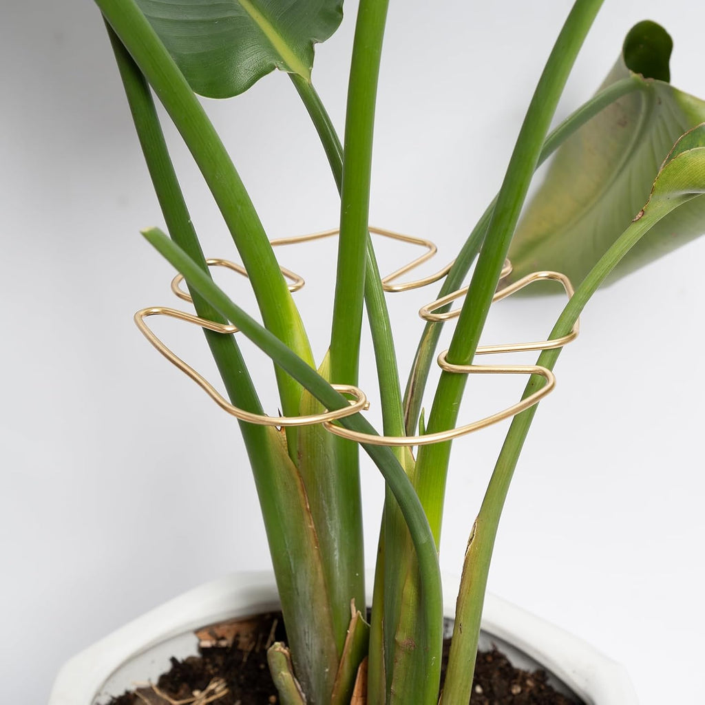 Gold Monstera Plant Support Frame for Climbing Plants