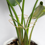 Gold Monstera Plant Support Frame for Climbing Plants