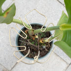 Gold Monstera Plant Support Frame for Climbing Plants