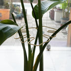 Gold Monstera Plant Support Frame for Climbing Plants