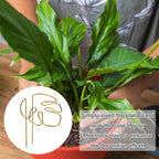 Gold Leaf Plant Support Stakes with Clips – Pack of 2