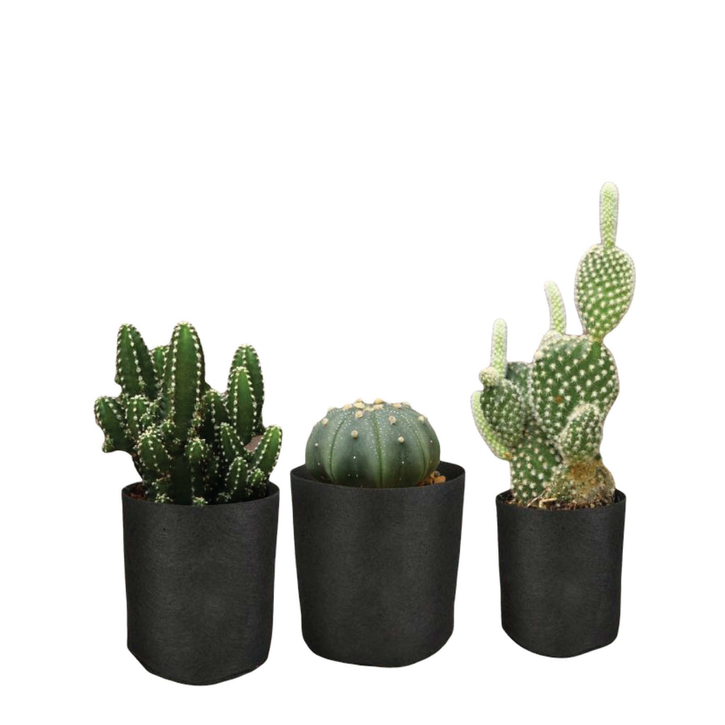 Fabric Grow Bags, 6 Pack – Black Felt Plant Pots
