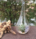 Hanging Glass Teardrop Tealight Holders, 12 cm – Pack of 4