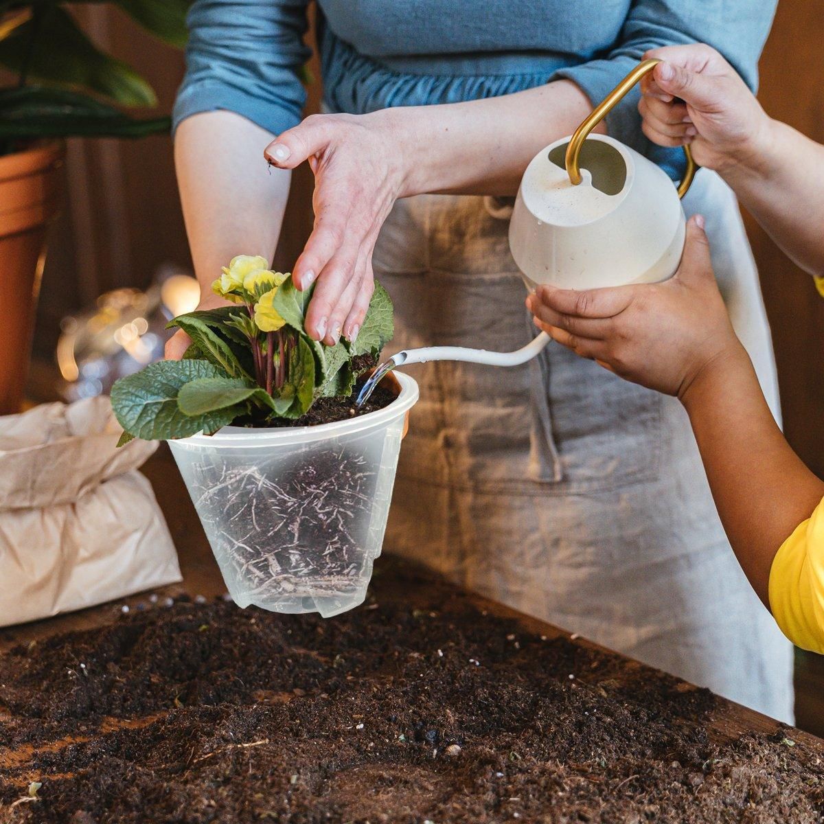 Clear Orchid Pots with Aeration Holes, 10 Pack