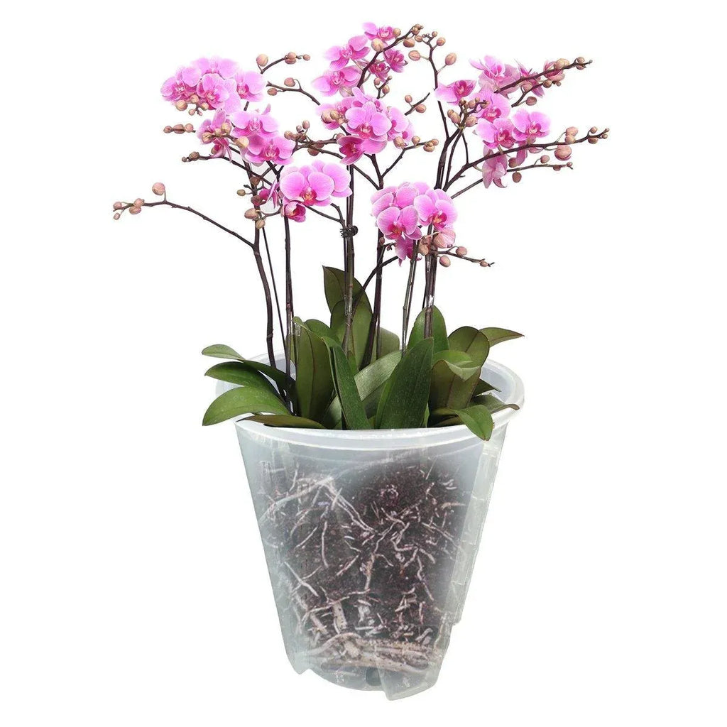 Clear Orchid Pots with Aeration Holes, 10 Pack