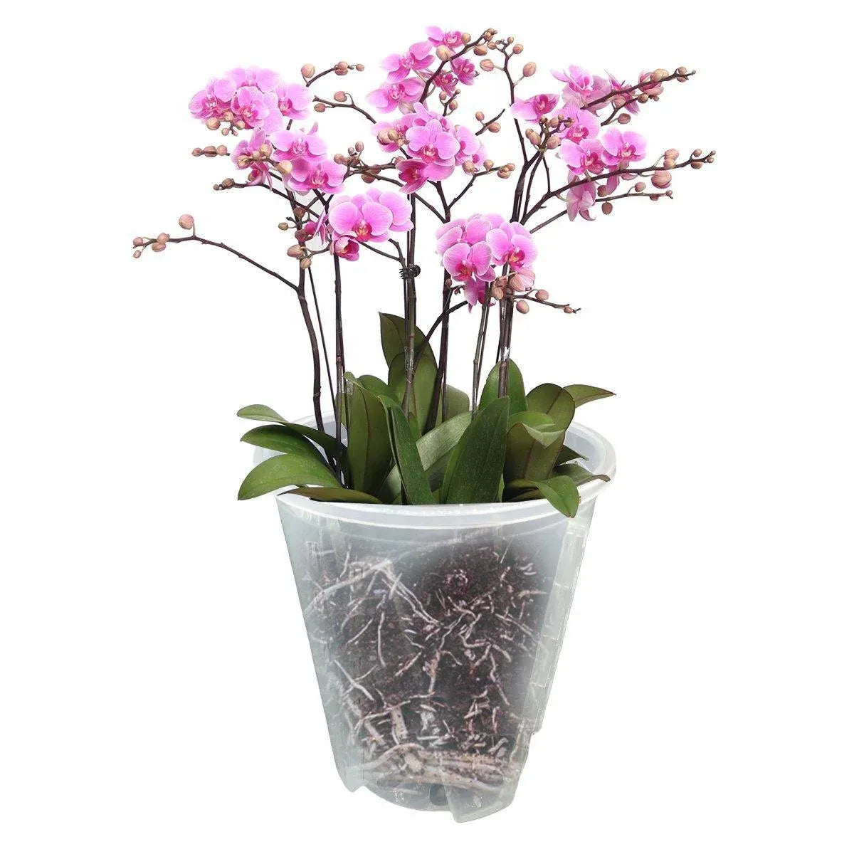 Clear Orchid Pots with Aeration Holes, 10 Pack