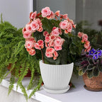 Striped Plastic Plant Pots with Saucers, 9–19 cm – Set of 6, White