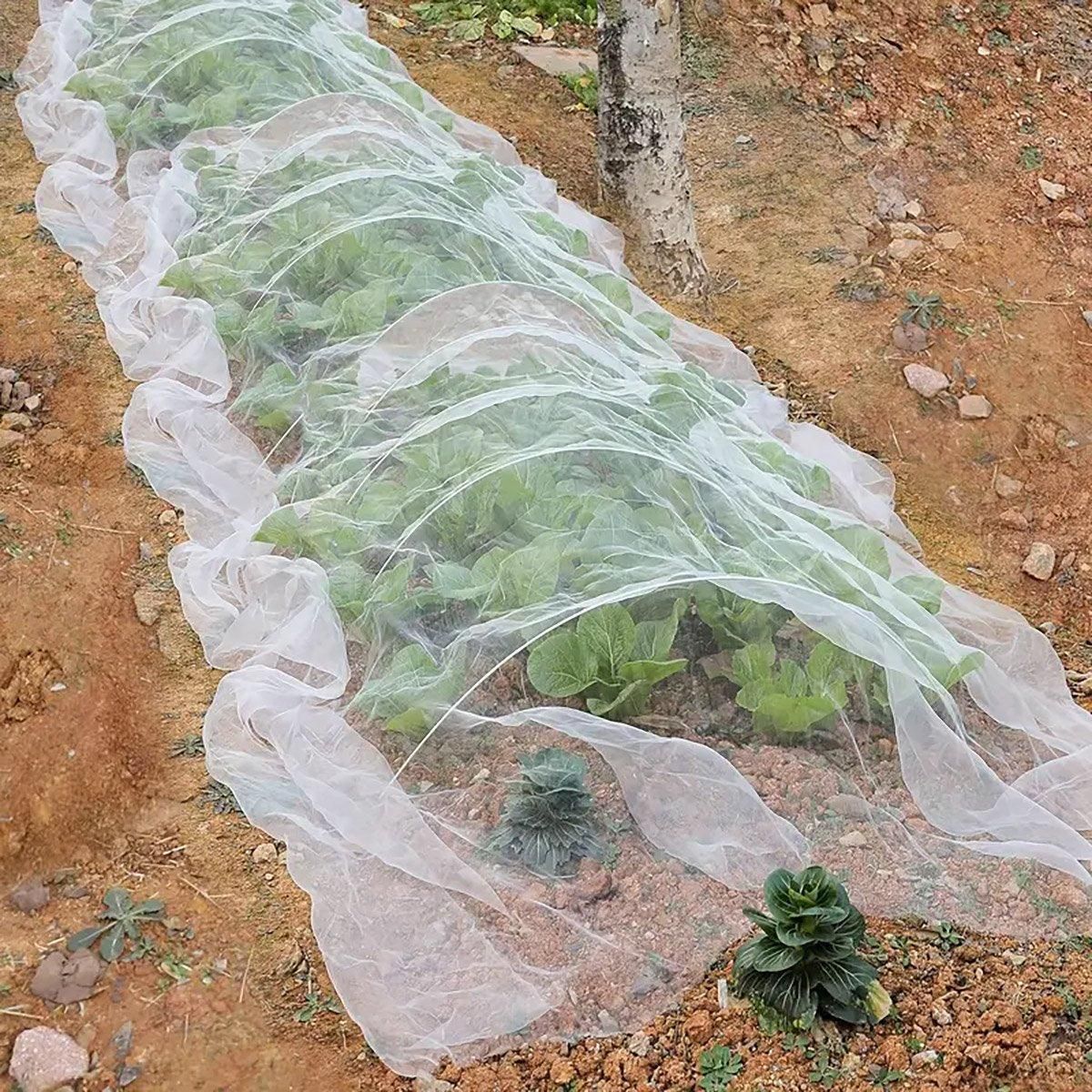 Insect-Proof Garden Netting 2.5 x 5 m – White