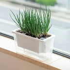 Self-Watering Balcony Planter for Herbs & Vegies – White