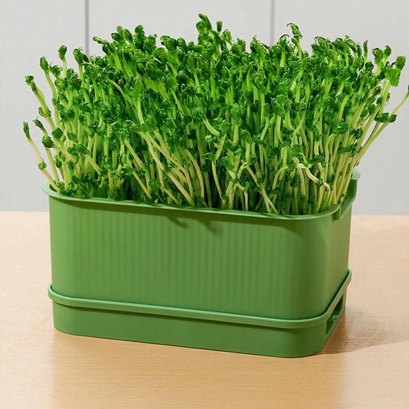 Self-Watering Seed Sprouting Tray, 23 x 16 cm – White