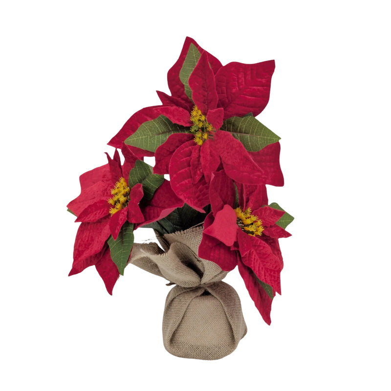 Christmas Poinsettia in Hessian Pot, 32 cm