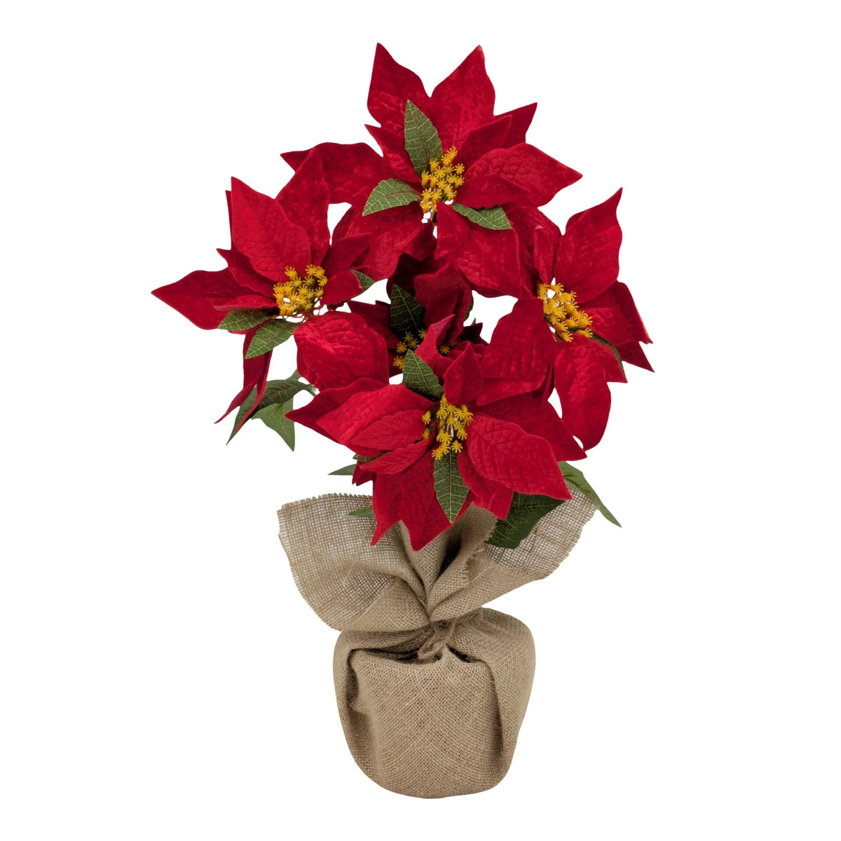 Christmas Poinsettia in Hessian Pot, 48 cm