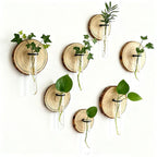 Wall-Mounted Test Tube Propagation Vase – Pack of 6